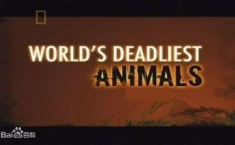 [国家地理]世界致命动物系列 高清720p全8集 带中文字幕 百度网盘