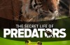 [国家地理]掠食动物生存战 Secret Life of Predators 全四集 720P蓝光版 百度网盘