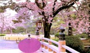 NHK:樱花樱烂漫 Cherry Blossoms Romance Spring In Japan 超清1080P 百度网盘下载