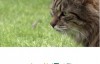 BBC地平线：小猫日记 Horizon: Little Cat Diaries 720P 百度网盘下载