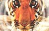 BBC纪录片：虎-丛林中窥探 Tiger-Spy in the Jungle 全3集 高清720P 外挂中文字幕
