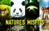 BBC：大自然里的奇怪动物 Nature’s Misfits 480P 百度网盘下载