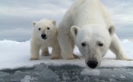 BBC纪录片：谍影雄心(探秘北极熊) Polar Bear Spy on the Ice 蓝光720P下载