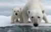 BBC纪录片：谍影雄心(探秘北极熊) Polar Bear Spy on the Ice 蓝光720P下载