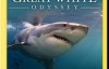 [国家地理]大白鲨的长途冒险旅程 Great White Odyssey 720P蓝光版下载