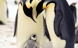 BBC纪录片：企鹅群里有特务 Penguins: Spy in the Huddle 全3集高清720P下载