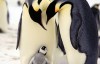 BBC纪录片：企鹅群里有特务 Penguins: Spy in the Huddle 全3集高清720P下载