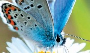 BBC自然世界：翩翩蝴蝶—英国式迷恋 高清720p 百度网盘下载
