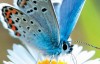 BBC自然世界：翩翩蝴蝶—英国式迷恋 高清720p 百度网盘下载