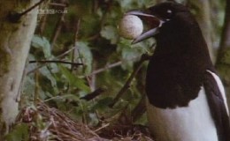 BBC纪录片 飞鸟群群不列颠 Birds Britannia 全4集高清下载
