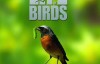 BBC纪录片：鸟类秘闻 Secret Life of Birds 全五集 超清1080P下载