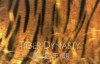 BBC 自然世界虎之王朝 Tiger Dynasty 高清720P百度网盘下载