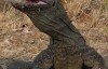 BBC纪录片：死亡之吻-科莫多巨蜥 Komodo The Deadly Bite 中文字幕高清下载