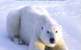 BBC纪录片：北极熊国度 Kingdom Of The Ice Bear 高清下载