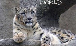 BBC纪录片-雪豹:超越神话 Snow Leopard 中英双语字幕 蓝光高清版下载