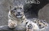 BBC纪录片-雪豹:超越神话 Snow Leopard 中英双语字幕 蓝光高清版下载