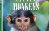[英语中英字幕]动物世界纪录片：BBC-聪明的猴子 全1集 下载