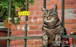[日语中日字幕]动物世界纪录片：NHK-《岩合光昭的猫步走世界》30集 高清下载
