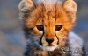 [英语中英字幕]bbc动物世界纪录片：动物宝宝 Animal Babies 第一季全3集 高清720P下载