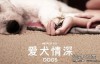 [英语中幕]超感人狗狗纪录片：爱犬情深 Dogs 第一季 全6集 高清下载