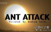 [英语中英字幕]动物世界纪录片：bbc-自然世界：蚂蚁攻击 Natural World: Ant Attack (2006)全1集 高清下载