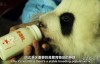 [英语中英字幕] 动物世界纪录片：BBC-熊猫缔造者.Panda.Maker 全1集下载