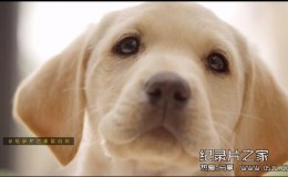 [英语中英字幕]bbc：狗狗秘闻（汪星人的秘密生活）Secret Life of Dogs 第二集