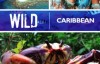 [英语中英字幕]人文地理纪录片：BBC野性加勒比 Wild Caribbean 全4集