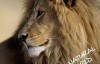 [英语中字]动物世界纪录片：行星地球特别版-沙漠狮Planet Earth Bonus Desert Lions 全1集