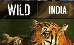 [英语中字]人文地理纪录片：bbc野性印度（虎的王国） Wild India (1997)全6集
