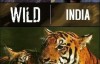 [英语中字]人文地理纪录片：bbc野性印度（虎的王国） Wild India (1997)全6集