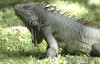 [英语中字]动物世界纪录片：BBC鬣蜥-活着的恐龙 Iguanas-living like dinosaur 全1集