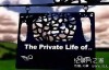 [英语中字]有趣的动物世界纪录片：BBC家禽家畜的私生活 全3集 高清