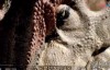 [英语中字]动物世界纪录片：BBC与恐龙同行特辑-异特龙（大艾尔）之谜 全1集