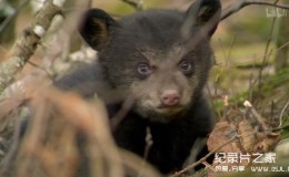 [英语中字]动物世界纪录片：莉莉-一头熊的生活-Natural World: Lily – A Bear’s Life 全1集 超清1080P