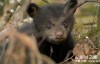 [英语中字]动物世界纪录片：莉莉-一头熊的生活-Natural World: Lily – A Bear’s Life 全1集 超清1080P
