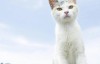 【日语中日字幕】动物世界纪录片：俺是猫，欢迎来俺家玩((2014) 全1集 高清720P