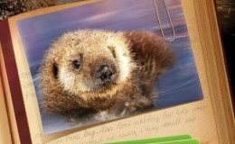 【英语中英字幕】PBS动物世界纪录片：拯救小海獭 Otter 501 (2012) 全1集 超清1080P