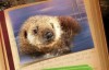 【英语中英字幕】PBS动物世界纪录片：拯救小海獭 Otter 501 (2012) 全1集 超清1080P