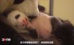 【法语中字】 动物世界纪录片 -法国M6电视台纪录片：熊猫宝宝迷子出生全纪录 全1集 高清720P