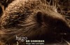 【英语中英字幕】超萌动物世界纪录片：刺猬旅馆 Hedgehog Hotel (2015) 全1集 高清1080P