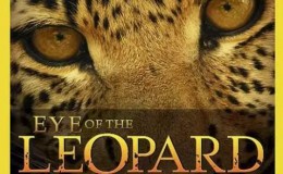 【英语中字】动物世界纪录片-国家地理：豹的眼睛 National Geographic: Eye of the Leopard (2006) 全1集 高清720P