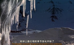 【英语中英字幕】动物世界纪录片：极地之春【1080p】全1集