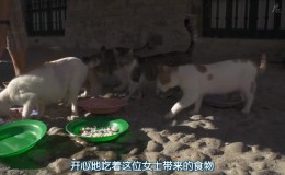 【日语中字】nhk：猫奴必备！关于撸猫的纪录片超级合集：岩合光昭的猫步走世界 84集
