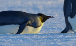 【英语中英字幕】BBC Earth系列纪录片：动物王朝——企鹅 全1集 超清1080P