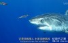 [英语中英字幕]动物世界纪录片：鲨鱼小队 Shark Squad 全4集 高清