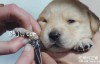 【英语中英字幕】动物世界纪录片-小汪的秘密：初生的六个月 Puppy Secrets: The First Six Months (2016) 全2集超清1080P