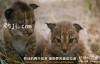 【英语中英字幕】大猫纪录片：欧洲野性新生 猞猁魅影 Europe‘s New Wild – The Missing Lynx 全1集 超清1080P下载