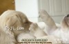 【英语中英字幕】狗狗纪录片：狗的秘密生活 Secret Life of Dogs (2013) 全1集 超清1080P下载