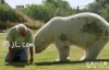 【英语中英字幕】bbc动物世界纪录片-奇特的动物伙伴 Animal Odd Couples (2013) 全2集 高清720P下载